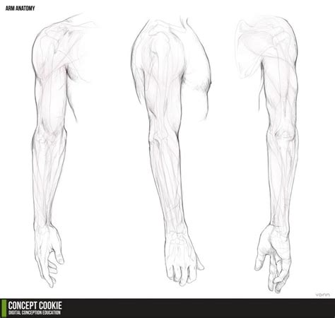 forearm drawing reference